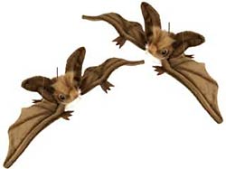 Bats