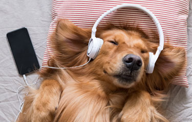 Life And Music After COVID-19